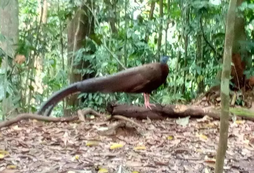 ユースホステル Jungle Treking & Jungle Tour If You Want To Stay Here,you Must Book Treking Only With Us
