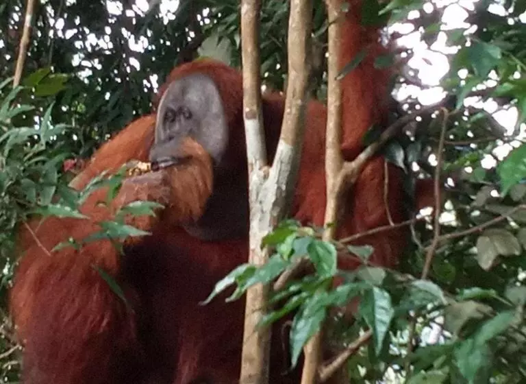 ユースホステル Jungle Treking & Jungle Tour If You Want To Stay Here,you Must Book Treking Only With Us