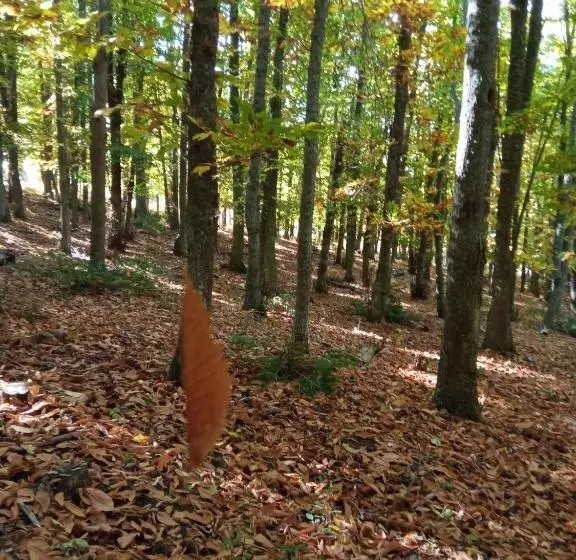 Aamiaismajoitus (B&B) L Altra Casa 1933