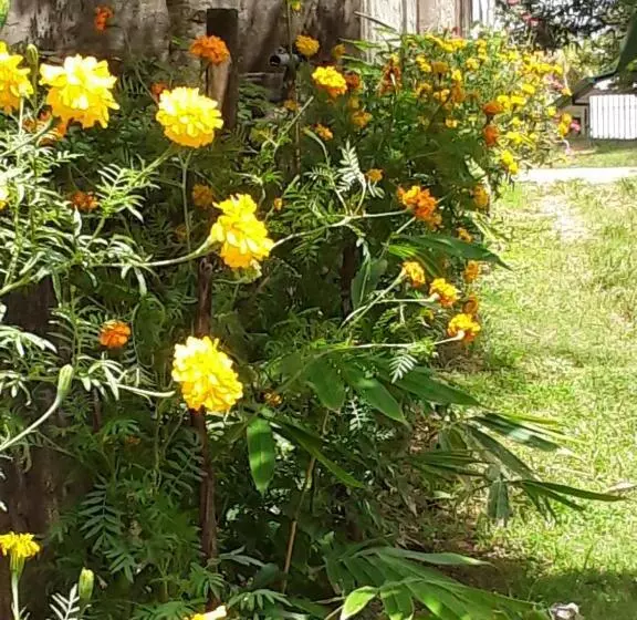 Aamiaismajoitus (B&B) Gold Sand Resort