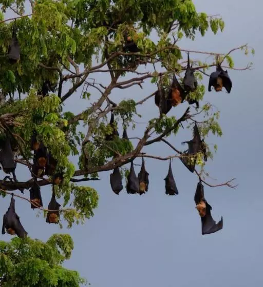 Majatalo Lake Face Cabana