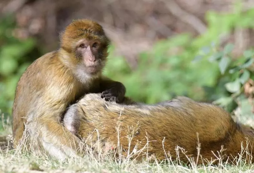 Der Eifel Perle Manderscheid