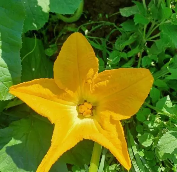 Pensiunea Agroturistica Casa Pribegilor