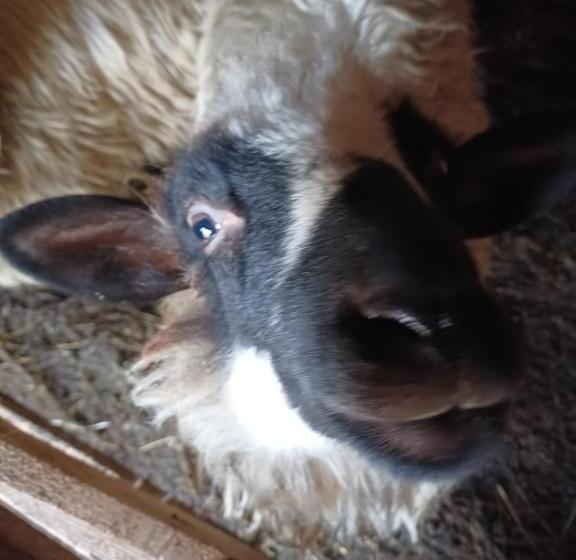 Pensiunea Agroturistica Casa Pribegilor