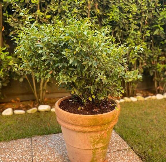 Appartamento L Olivo