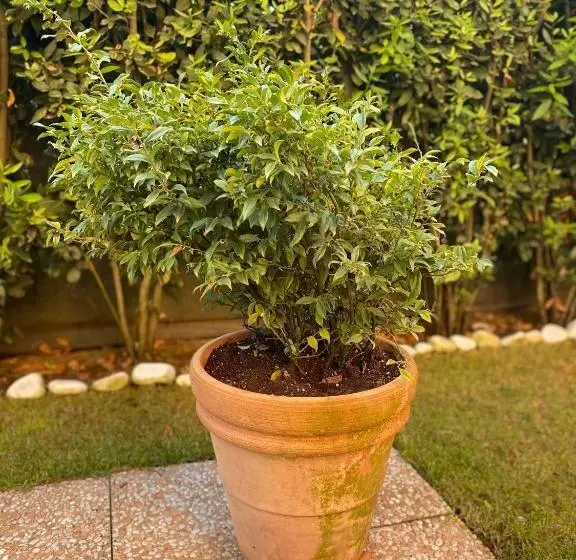 Appartamento L Olivo