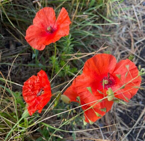 Ferienhaus Unter Reet Im Heidedorf Sankt Dionys Bei Lüneburg