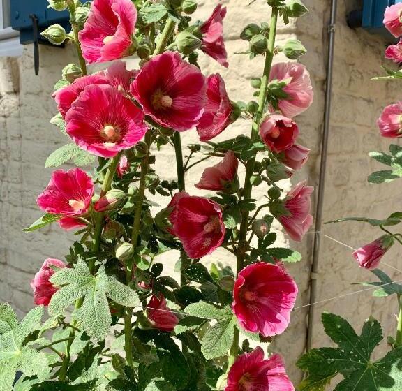 Ferienhaus Unter Reet Im Heidedorf Sankt Dionys Bei Lüneburg