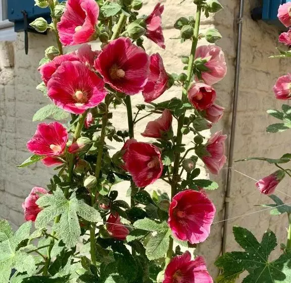 Ferienhaus Unter Reet Im Heidedorf Sankt Dionys Bei Lüneburg