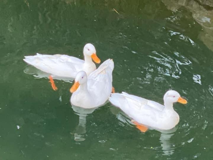 호텔 Charm Azenha Dóbidos Farm