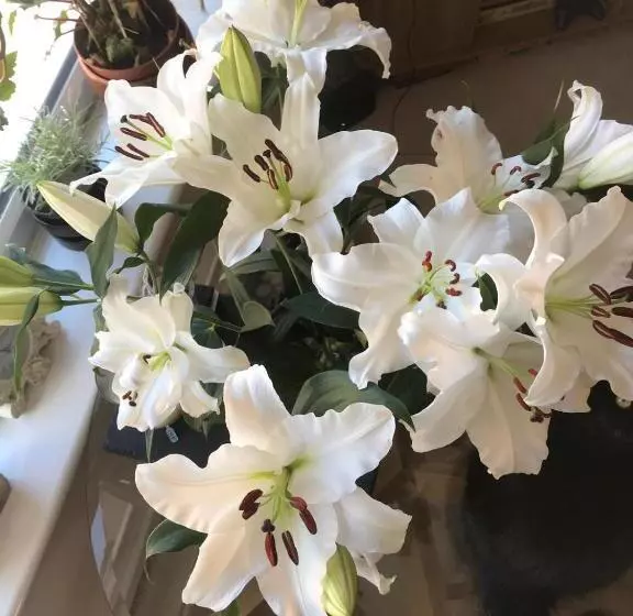 Aamiaismajoitus (B&B) Babas Rooms