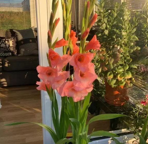 Aamiaismajoitus (B&B) Babas Rooms