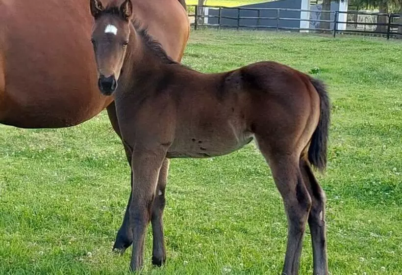 Majatalo Prosper Stud Guest House
