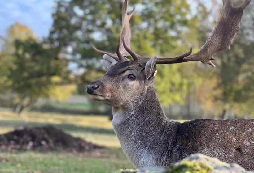 Damwildfarm In Rollerbü Südschweden