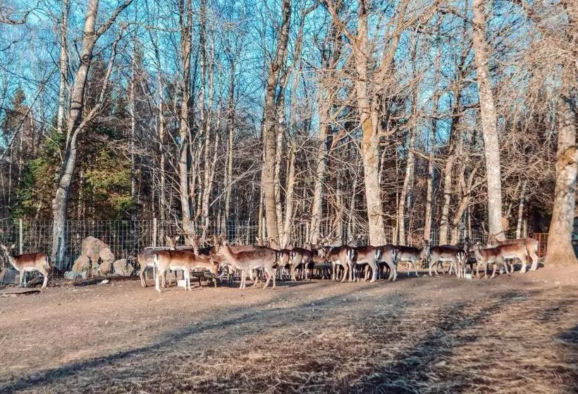 Damwildfarm In Rollerbü Südschweden