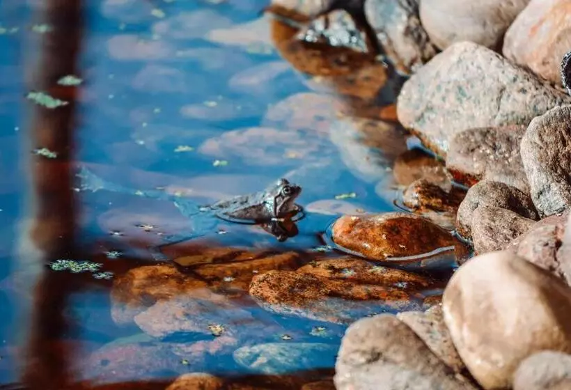 Damwildfarm In Rollerbü Südschweden
