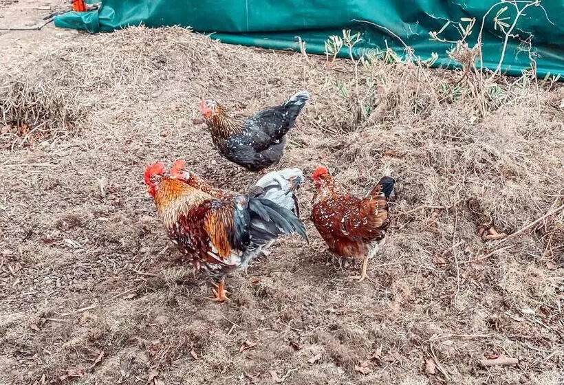 Damwildfarm In Rollerbü Südschweden