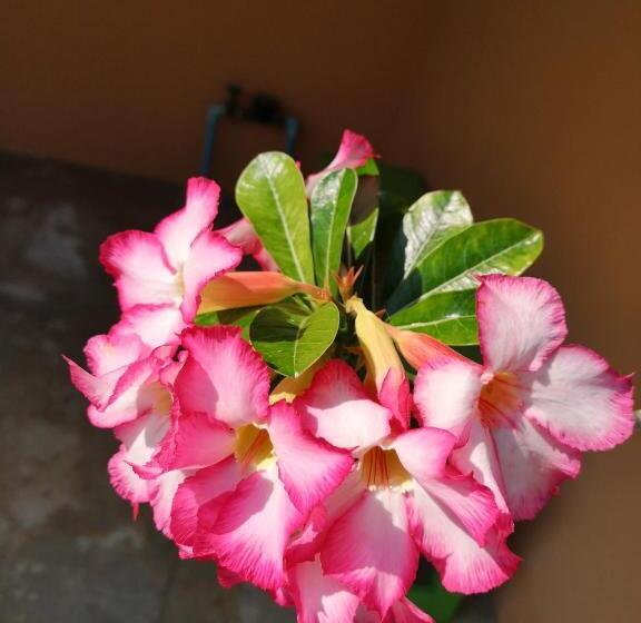 Hostel บ้านในสวนรีสอร์ทbannnaisuan Resort