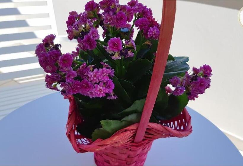 住宿加早餐  Bella Puglia