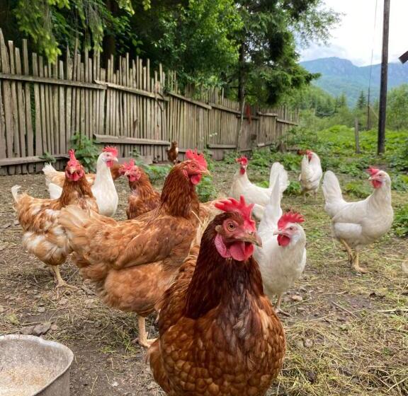 Farmstead Green Haven