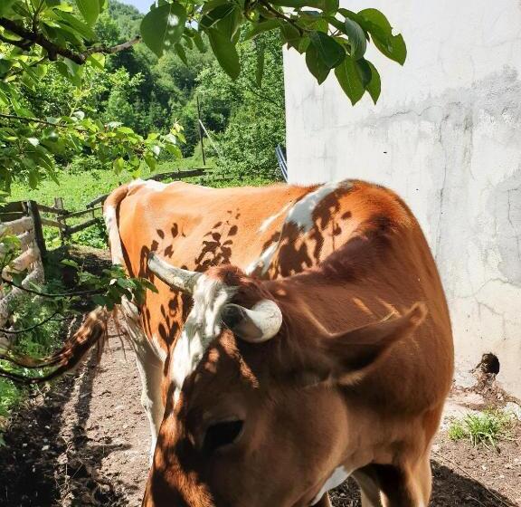 Farmstead Green Haven