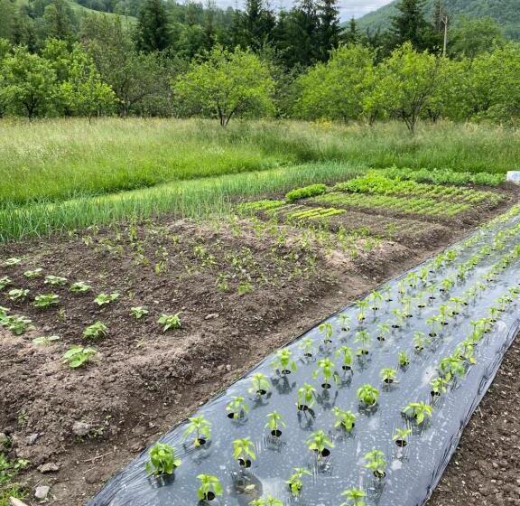 Farmstead Green Haven