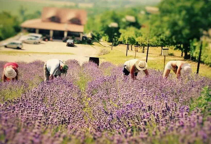 Majatalo Borárium Vendégházak   Zen Gő Ház