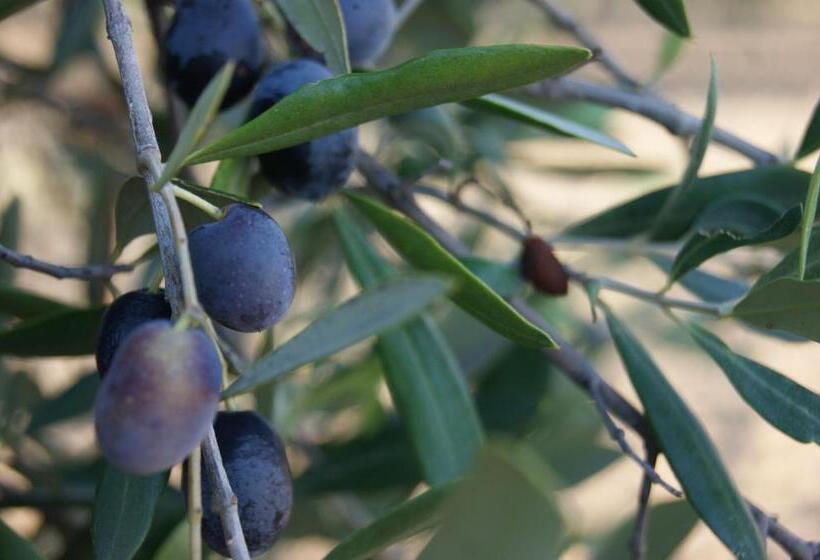 Bed and Breakfast Cavaliere Costa