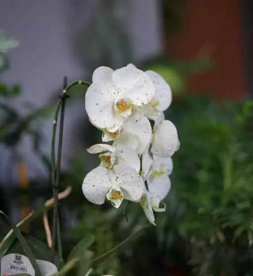 ベッドアンドブレックファースト Gardens Guest House