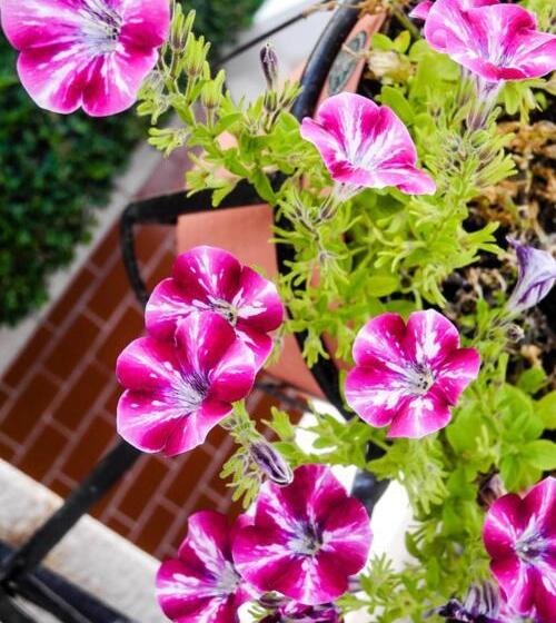 צימר La Posada Del Tepeyac