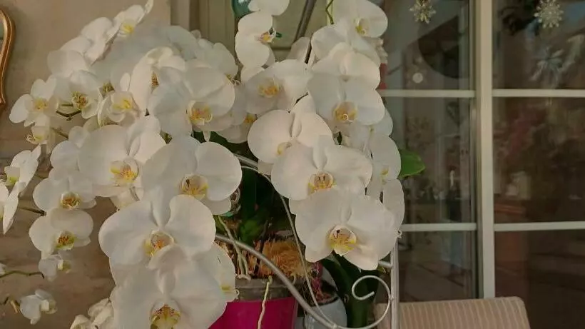 Aamiaismajoitus (B&B) Les Orchidees Chambre Hôtes Futuroscope Chasseneuil Poitiers