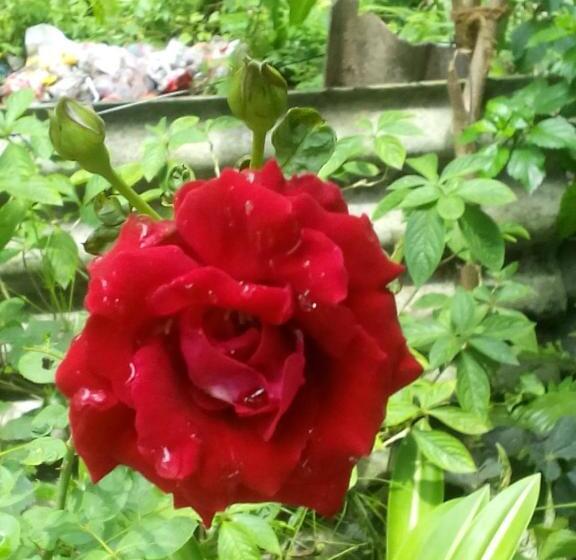 بنسيون Rest Point