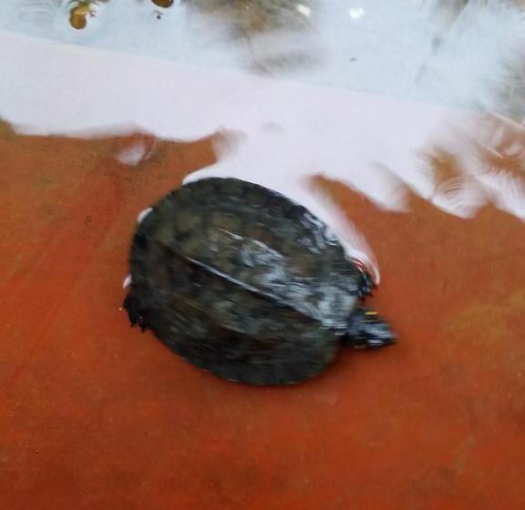 بنسيون Rest Point