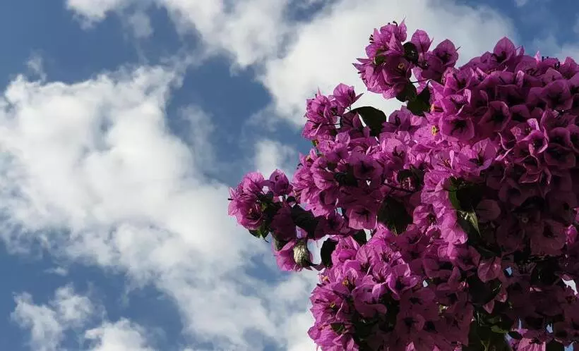 Hotelli Albergo Bellavista