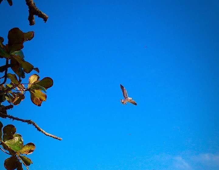 旅馆 Pousada Dona Quiteria