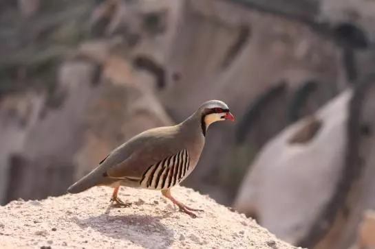 בית מלון כפרי Cappadocia House