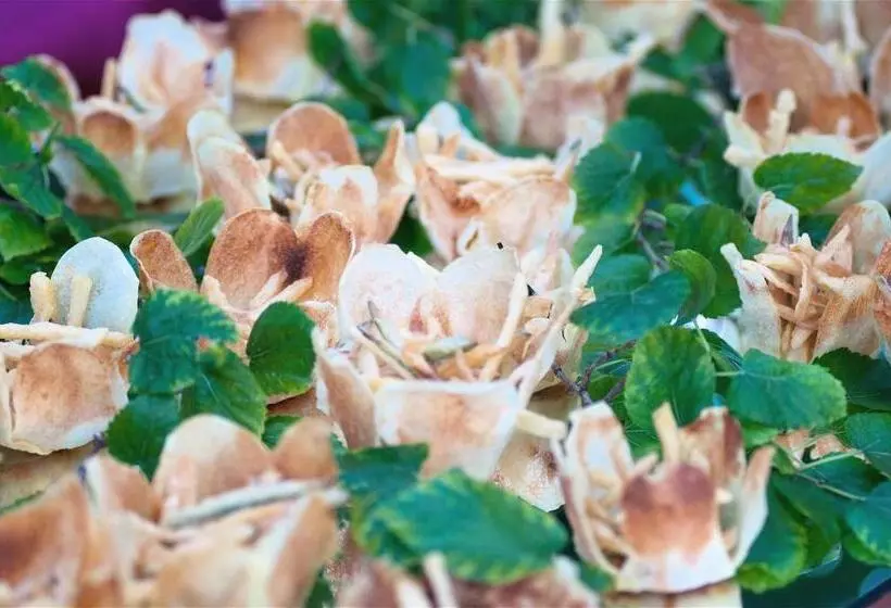 Hôtel Piroga Padova