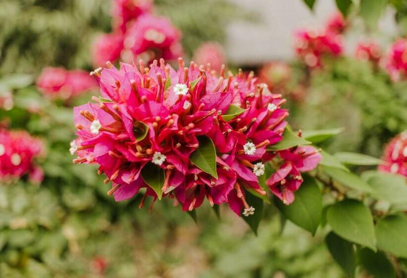 Flamingo Private Villa