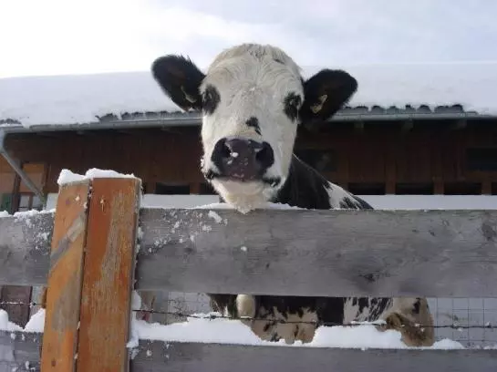 هتل Ferienwohnungen Mittermoos