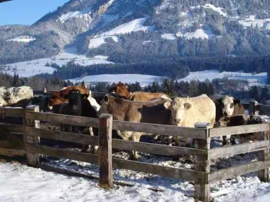 هتل Ferienwohnungen Mittermoos