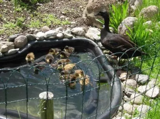 هتل Ferienwohnungen Mittermoos