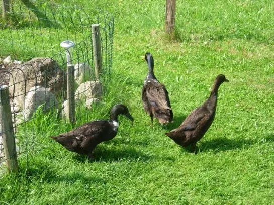 هتل Ferienwohnungen Mittermoos