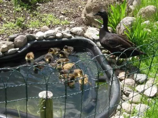 هتل Ferienwohnungen Mittermoos