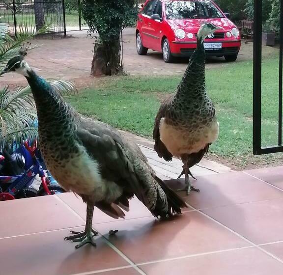 Luxury Room Sielevreugde