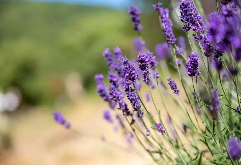 Gîtes Du Pont De Calmel