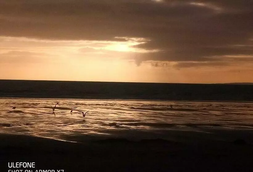 Shifty Chicken Shack