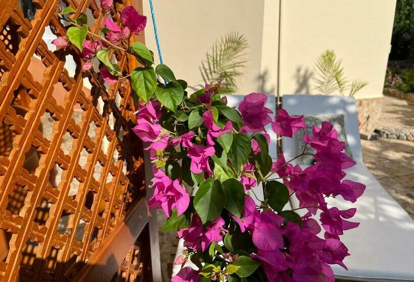 Green Garden Compound Hurgharda Poolside Luxury Ground Level Apartment 127