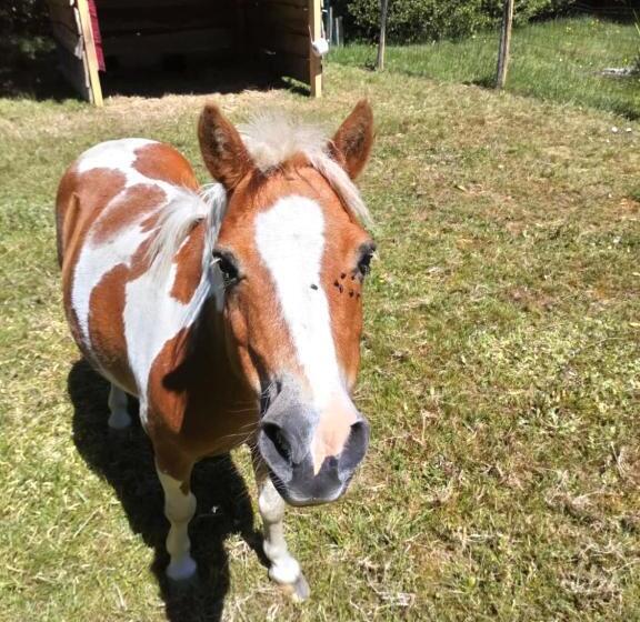 Gîte Des Hortensias