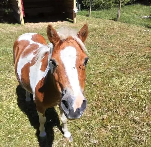 Gîte Des Hortensias