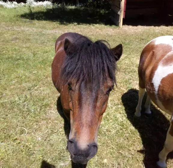 Gîte Des Hortensias